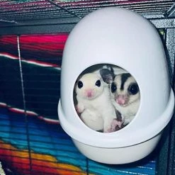 Exotic Nutrition No Mess Press N' Slide Small Animal Feeding Station -Science Diet || Exotic Nutrition Sales 219881 PT7. SY630 V1647460325