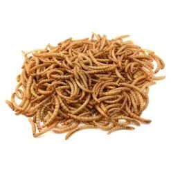 Exotic Nutrition Dried Mealworms -Science Diet || Exotic Nutrition Sales 220412 PT2. SY630 V1600383071
