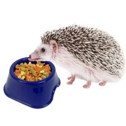 Exotic Nutrition Critter Selects Hedgie Bugs & Veggies Hedgehog Treats, 2.75-oz bag 9 Exotic Nutrition Critter Selects Hedgie Bugs & Veggies Hedgehog Treats, 2.75-oz bag -Science Diet || Exotic Nutrition Sales 220429 PT4. SY630 V1638569293