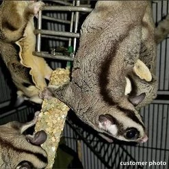 Exotic Nutrition Eucalyptus Sticks Sugar Glider Treats, 2 count -Science Diet || Exotic Nutrition Sales 220463 PT2. SY630 V1647461215