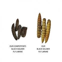 Exotic Nutrition Dried Black Soldier Fly Larvae Small Animal Treats -Science Diet || Exotic Nutrition Sales 220483 PT2. SY630 V1647460332