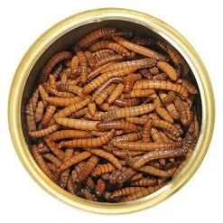 Exotic Nutrition Mealworms Hedgehog Treats, 1.2-oz can -Science Diet || Exotic Nutrition Sales 220486 pt2. SY630 V1582042710