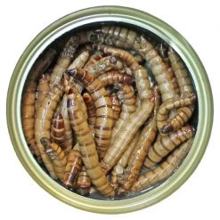 Exotic Nutrition Superworms Hedgehog Treats, 1.2-oz can -Science Diet || Exotic Nutrition Sales 220488 pt2. SY630 V1582042674