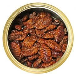 Exotic Nutrition Silkworm Pupae Hedgehog Treats, 1.2-oz can -Science Diet || Exotic Nutrition Sales 220496 pt2. SY630 V1582041775