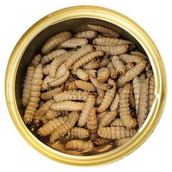 Exotic Nutrition Wax Worms Canned Hedgehog Treats, 1.2-oz can -Science Diet || Exotic Nutrition Sales 220500 pt2. SY630 V1582041796