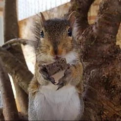 Exotic Nutrition Squirrel Food Starter Kit -Science Diet || Exotic Nutrition Sales 247987 PT6. SY630 V1653318983