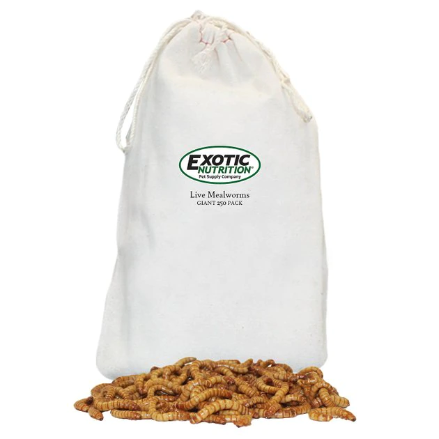 Exotic Nutrition Live Mealworms Reptile Food 1 Exotic Nutrition Live Mealworms Reptile Food