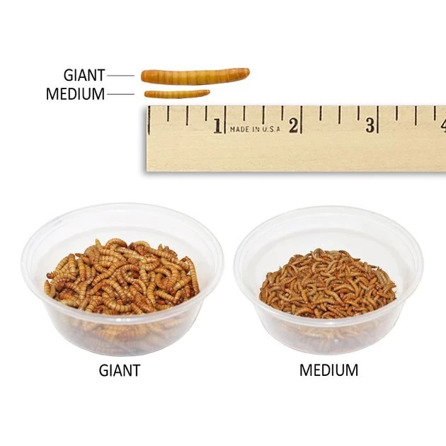 Exotic Nutrition Live Mealworms Reptile Food 3 Exotic Nutrition Live Mealworms Reptile Food - Image 3