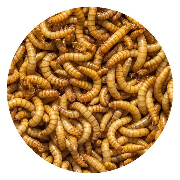 Exotic Nutrition Live Mealworms Reptile Food 5 Exotic Nutrition Live Mealworms Reptile Food - Image 5