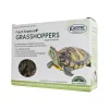 Exotic Nutrition Fresh Feeders Grasshoppers Reptile Food, 5-oz box