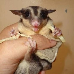 Exotic Nutrition Critter Selects Omega Yum Small Pet Fish Sticks, 0.6-oz bag -Science Diet || Exotic Nutrition Sales 364101 PT3. SY630 V1643840822