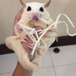 Exotic Nutrition Critter Selects Omega Yum Small Pet Fish Sticks, 0.6-oz bag -Science Diet || Exotic Nutrition Sales 364101 PT4. SY630 V1643842305