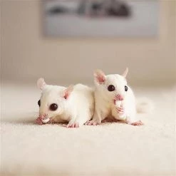 Exotic Nutrition Yogu Drops Small Pet treat, 14-oz bag -Science Diet || Exotic Nutrition Sales 369381 PT5. SY630 V1648161395