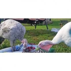 Exotic Nutrition Grub Worms Dry Mealworms Chicken Treats, 5-lb bag -Science Diet || Exotic Nutrition Sales 373187 PT3. SY630 V1651587687