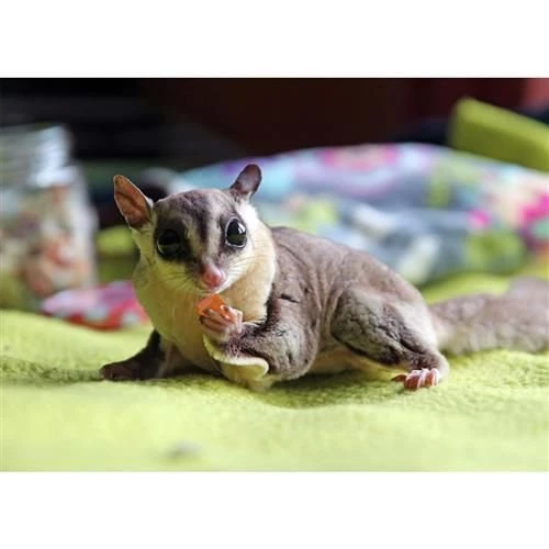 Exotic Nutrition Sugar Glider Variety Pack Small Pet Treats 4 Exotic Nutrition Sugar Glider Variety Pack Small Pet Treats - Image 4