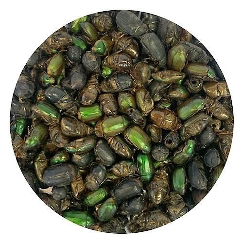 Exotic Nutrition Beetle Craze Bird Treats, 2-lbs bag 2 Exotic Nutrition Beetle Craze Bird Treats, 2-lbs bag - Image 2
