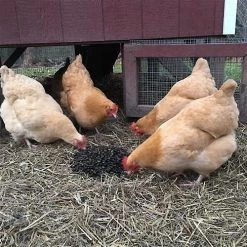 Exotic Nutrition Beetle Craze Bird Treats, 2-lbs bag 13 Exotic Nutrition Beetle Craze Bird Treats, 2-lbs bag -Science Diet || Exotic Nutrition Sales 534110 PT6. SY630 V1651868501