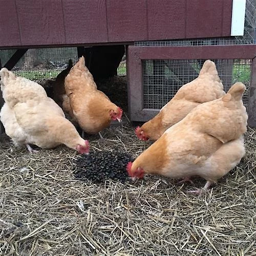 Exotic Nutrition Beetle Craze Bird Treats, 2-lbs bag 7 Exotic Nutrition Beetle Craze Bird Treats, 2-lbs bag - Image 7