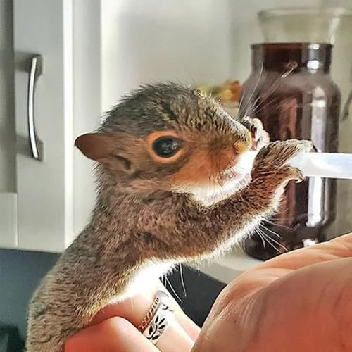 Exotic Nutrition O-Ring Syringes, 5-ml Luer Tip 8 Exotic Nutrition O-Ring Syringes, 5-ml Luer Tip - Image 8