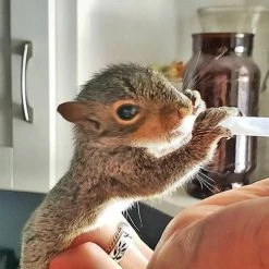 Exotic Nutrition Wonder Nipple & Syringe Set -Science Diet || Exotic Nutrition Sales 549918 PT7. SY630 V1658284505