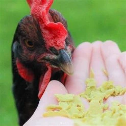 Exotic Nutrition Green Pea Flakes Bird Treats, 1-lb -Science Diet || Exotic Nutrition Sales 570966 PT3. SY630 V1658228151