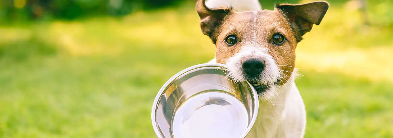 Science Diet || Exotic Nutrition Sales 2 Science Diet || Exotic Nutrition Sales -Science Diet || Exotic Nutrition Sales 581