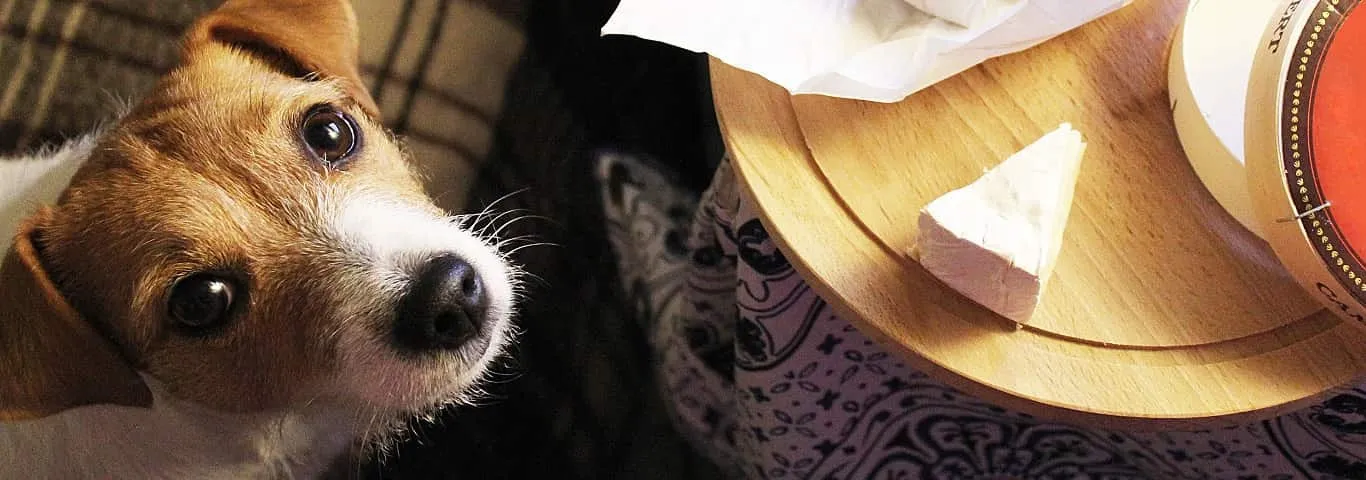 Science Diet || Exotic Nutrition Sales 3 Science Diet || Exotic Nutrition Sales -Science Diet || Exotic Nutrition Sales 583