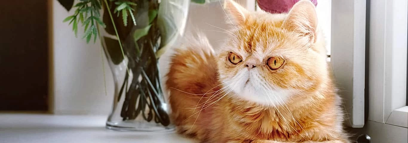 Science Diet || Exotic Nutrition Sales 4 Science Diet || Exotic Nutrition Sales -Science Diet || Exotic Nutrition Sales 584